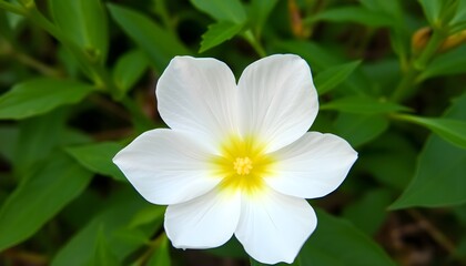 Fototapeta premium A white flower with a brown stem and a yellow green leaves forest background,