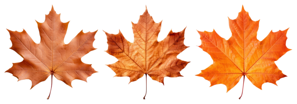 PNG Vibrant autumn maple leaves trio, element set on transparent background