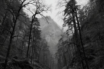 Gray, misty mountain valley with bare trees