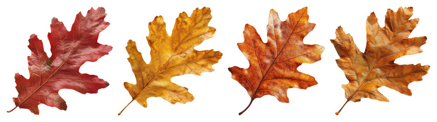 Fototapeta premium PNG Colorful autumn oak leaves display, element set on transparent background