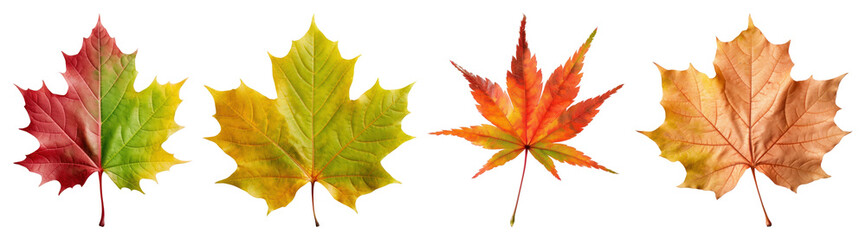 Fototapeta premium PNG Colorful autumn maple leaves variety, element set on transparent background