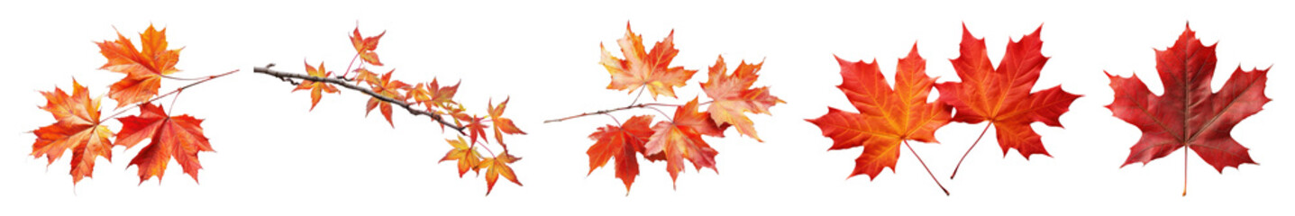 PNG Vibrant autumn maple leaves arrangement, element set on transparent background