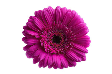 Vibrant fuchsia gerbera, close-up