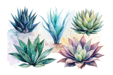 Obraz premium set of watercolor agave vector illustration isolated on white background