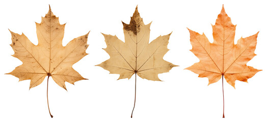 PNG Three autumn maple leaves isolated, element set on transparent background