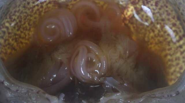 The nematodes (Nematoda), roundworms or eelworms constitute the phylum Nematoda. Species in the phylum inhabit a broad range of environments. Found in freshwater crabs.