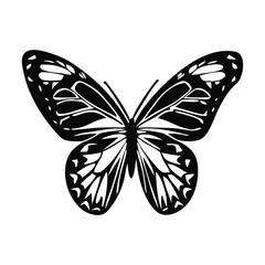Elegant Butterfly Silhouette Vector with Intricate Wing Design vector