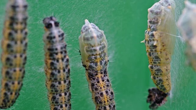 Pieris brassicae caterpillars on green background in close-up view