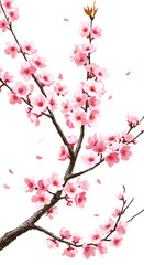 Obraz premium Blooming Cherry Blossom Illustration On Transparent Background