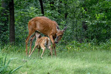 A White-tailed doe is nursing a fawn in a forest 