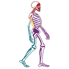 Skeleton vector silhouette illustration isolated on white background