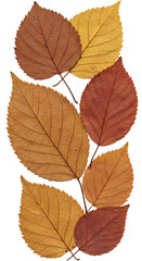 Fototapeta premium Autumnal Leaf Arrangement With Varying Colors On Transparent Background Photo