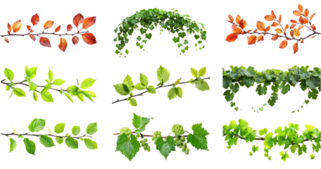 Collection of Autumn branch and leaves isolate on transparency background