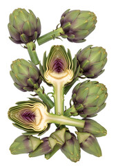 Fototapeta premium Artichoke Arrangement Illustration Isolated On Transparent Background