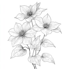 Fototapeta premium Delicate black and white floral sketch of clematis