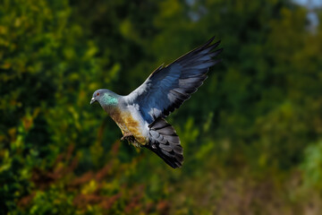 A pigeon with vibrant blue and rusty orange plumage flies with its wings fully extended. The detailed bird is set against a softly blurred backdrop of green foliage.