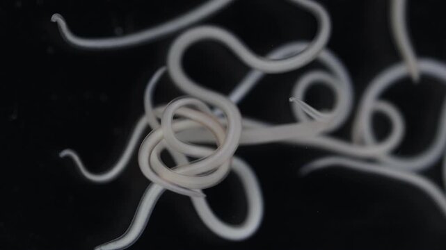 The nematodes (Nematoda), roundworms or eelworms constitute the phylum Nematoda. Species in the phylum inhabit a broad range of environments. Found in freshwater crabs.