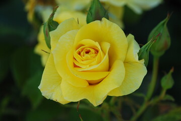 close up of a yellow Rose in full bloom