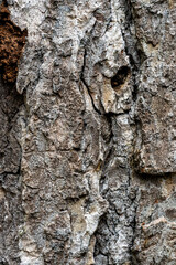 Close-Up of Rough Tree Bark Texture – Nature Background