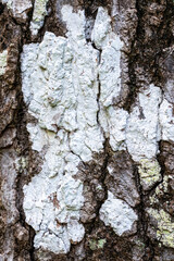 Close-Up of Tree Bark with White Lichen Growth – Nature Texture