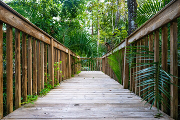 Obraz premium Wooden Boardwalk Path Through Tropical Greenery – Nature Trail, Florida