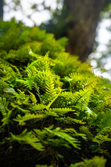 Close-Up of Vibrant Green Fern Leaves in Sunlight