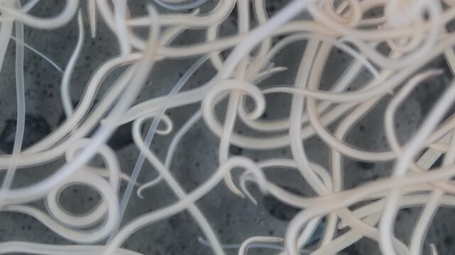 The nematodes (Nematoda), roundworms or eelworms constitute the phylum Nematoda. Species in the phylum inhabit a broad range of environments. Found in freshwater crabs.