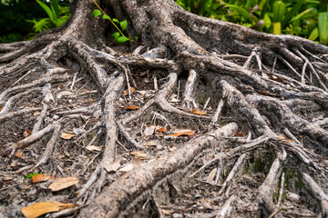 Exposed Tree Roots in Tropical Forest