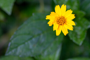 Bright Yellow Wildflower Macro on Green Leaf Background