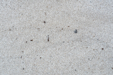 White Sand Texture with Small Natural Debris