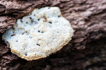 Close-Up of White Fungus Growing on Decaying Tree Bark