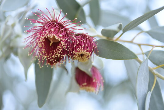 Flowering Eucaluptus macrocarpa with sliver leaves at King Park Western Australia