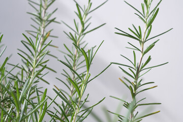 Rosemary plant herb in the garden