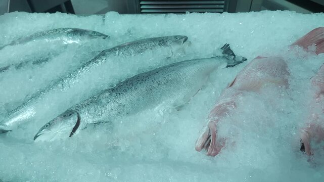 Fresh seafood selection at local market