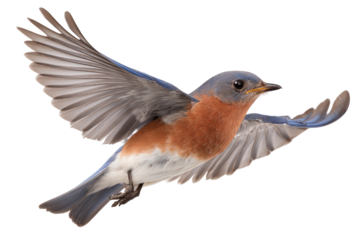 A vibrant bluebird in flight, wings outstretched against a black background.  Detailed plumage, showcasing red, blue, and white hues.  Focus on the bird's dynamic movement