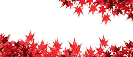 Red maple leaves in autumn season isolated on white background.