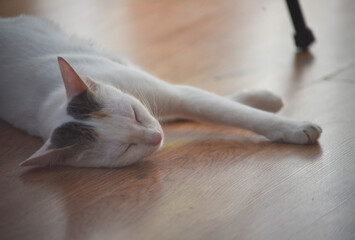white cat sleeping on the floor