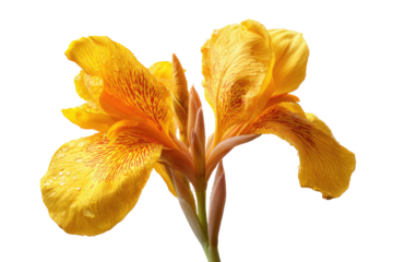 Close-up of two vibrant yellow canna lilies with orange stripes, showcasing delicate petals and water droplets