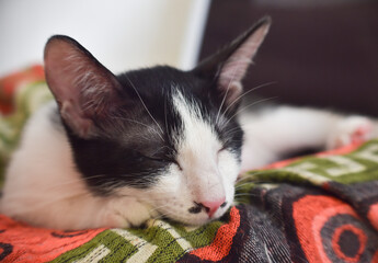 black white cat sleeping on the floor