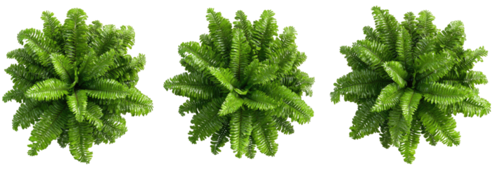 Three circular, vibrant green plants, resembling ferns or similar foliage, arranged horizontally