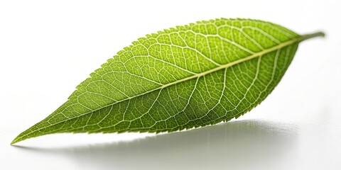 Obraz premium Single green leaf with detailed veins on white background