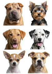 Collection Of Six Different Dog Breeds Portraits With Transparent Background