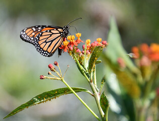 Monarch Butterfly on Aphid Covered Milkweed