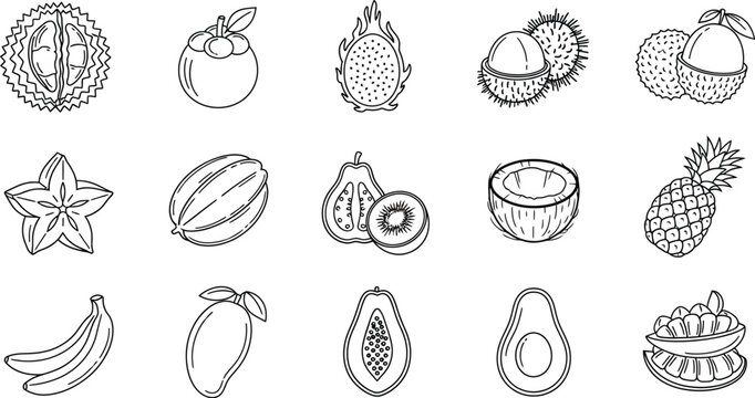 Hand drawn sketch of various tropical fruits such as durian, mangosteen, dragon fruit, rambutan, lychee, starfruit, melon, kiwi, coconut, pineapple, banana, mango and avocado