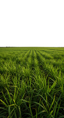 Obraz premium Green Field of Grass with Sunlight and a Black Background Photo