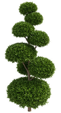 Green Spiral Topiary Tree Illustration Isolated on Transparent Background