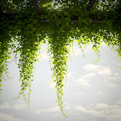 Obraz premium Green Vine Leaves Hanging Against Blue Sky Background Photo