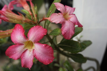 Obraz premium pink and white