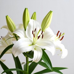 Fototapeta premium Close-up of pristine white lilies, buds, and green leaves against a muted gray backdrop