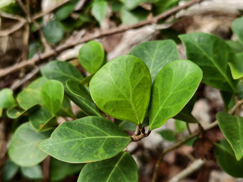 The tabat barito plant or Ficus deltoidea grows in the mountains of Kalimantan